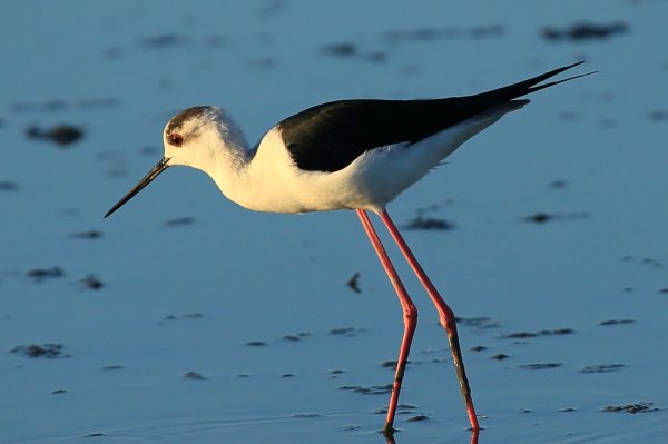 Echasse blanche - Pont de gau - Camargue 2014 