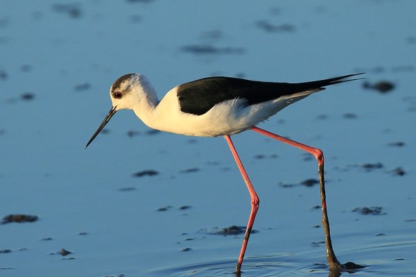 Echasse blanche - Pont de gau - Camargue 2014 