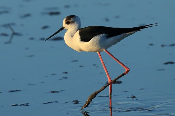 Echasse blanche - Pont de gau - Camargue 2014 