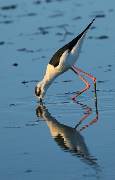 Echasse blanche - Pont de gau - Camargue 2014 
