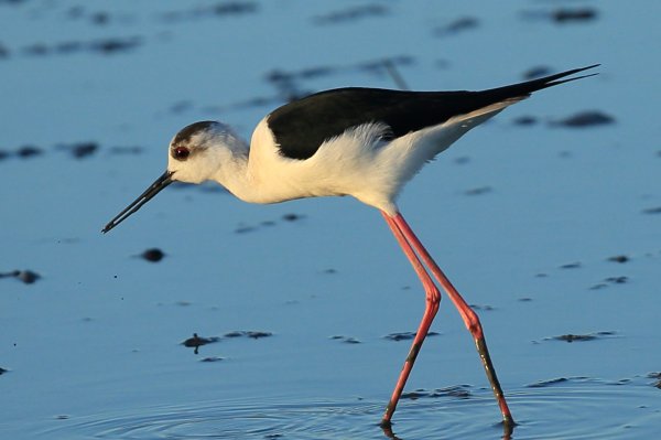 Echasse blanche - Pont de gau - Camargue 2014 