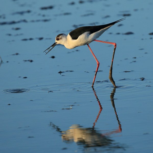 Echasse blanche - Pont de gau - Camargue 2014 