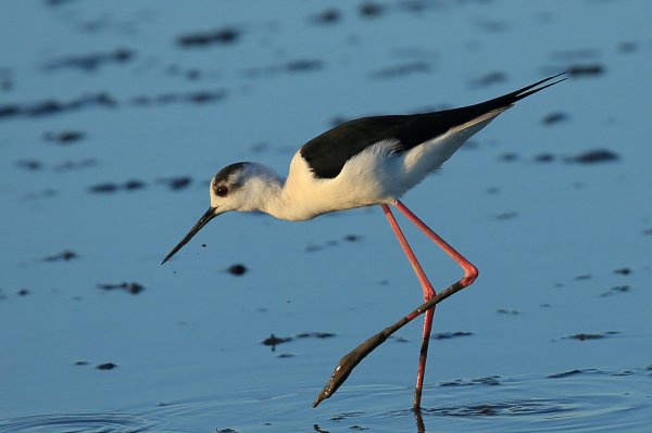Echasse blanche - Pont de gau - Camargue 2014 