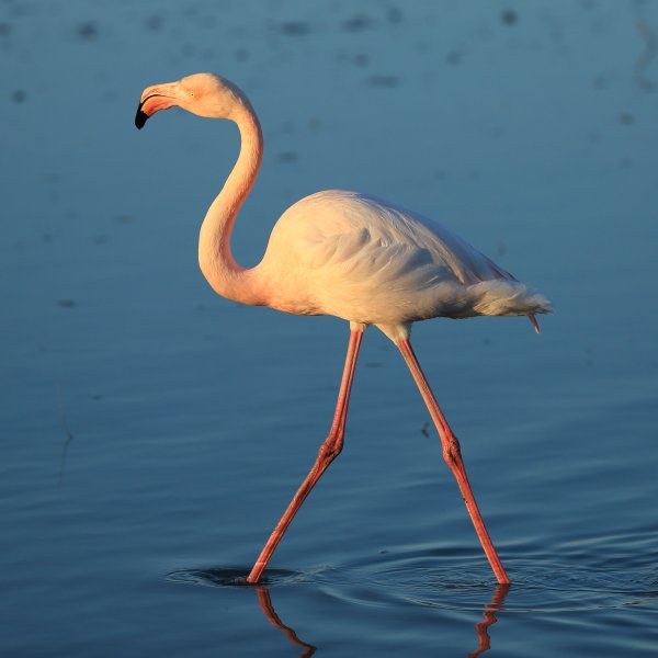Flamant rose - Pont de gau - Camargue 2014 