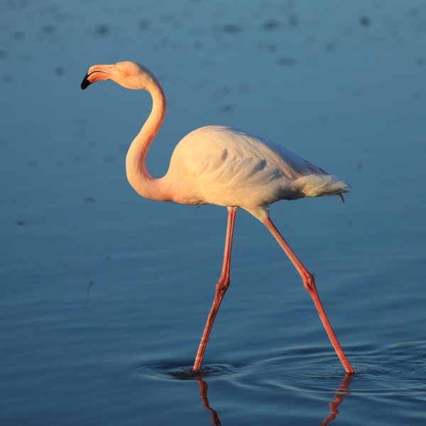 Flamant rose - Pont de gau - Camargue 2014 