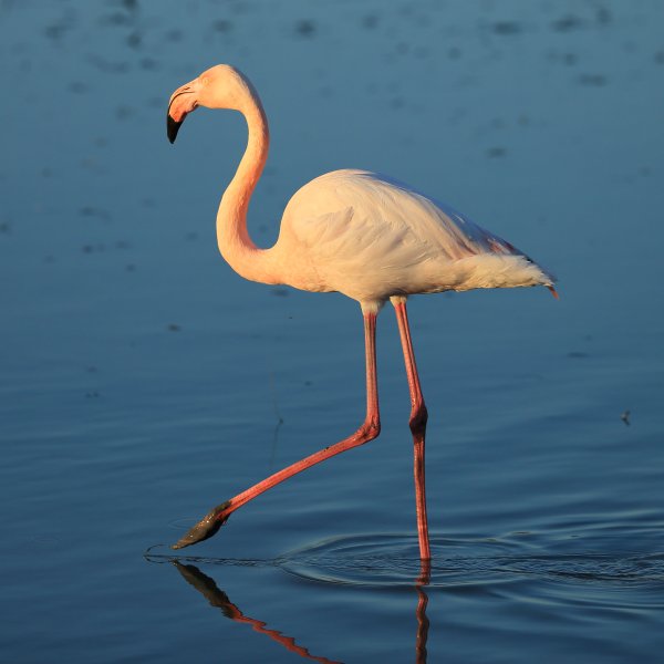 Flamant rose - Pont de gau - Camargue 2014 