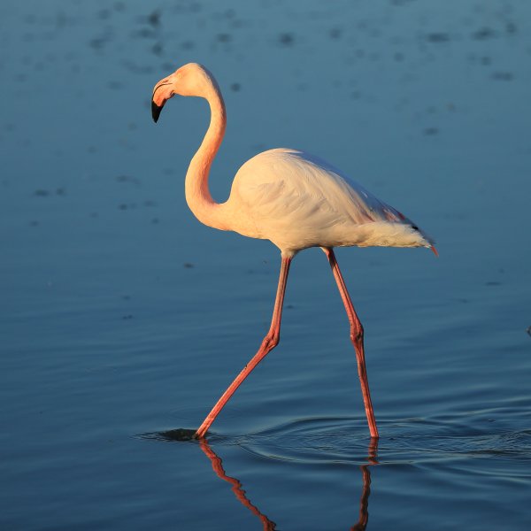 Flamant rose - Pont de gau - Camargue 2014 