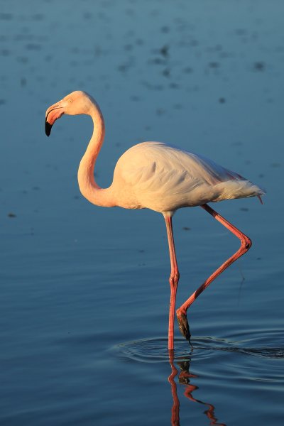 Flamant rose - Pont de gau - Camargue 2014 