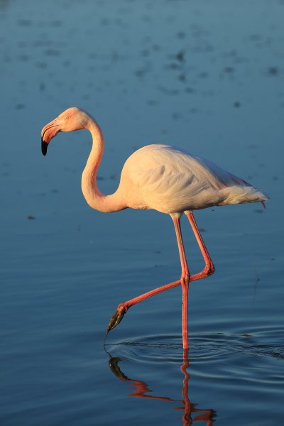 Flamant rose - Pont de gau - Camargue 2014 