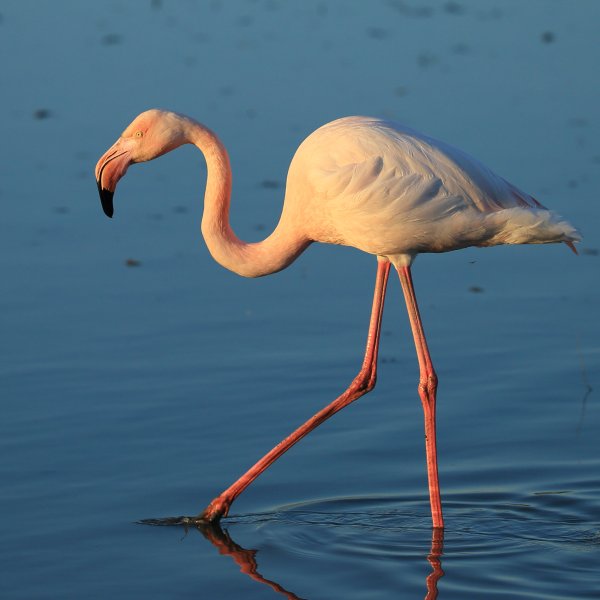 Flamant rose - Pont de gau - Camargue 2014 