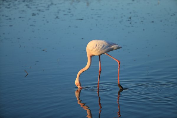 Flamant rose - Pont de gau - Camargue 2014 
