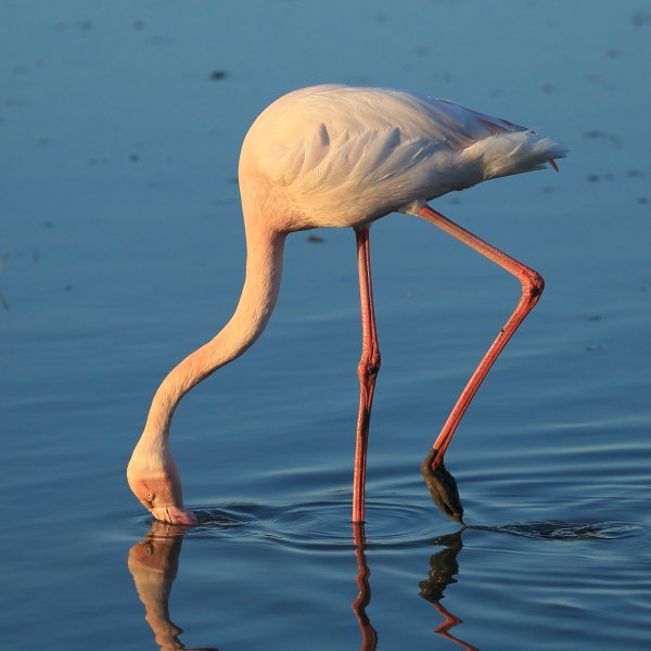 Flamant rose - Pont de gau - Camargue 2014 