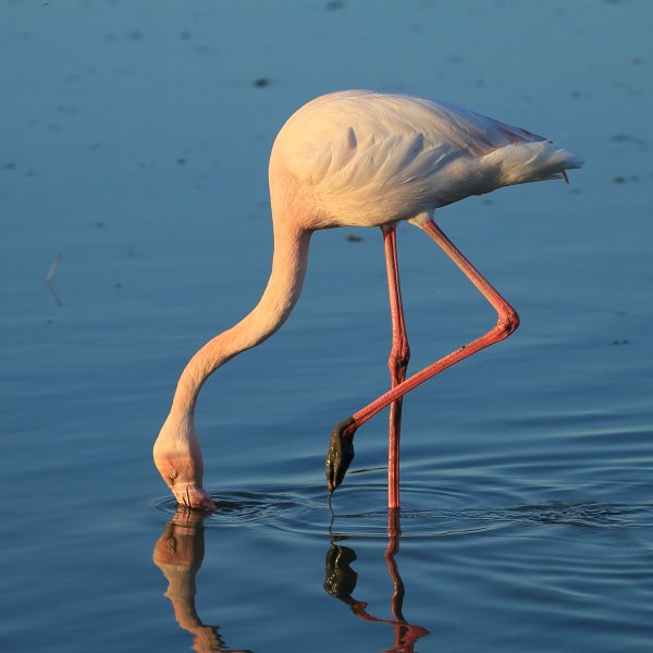 Flamant rose - Pont de gau - Camargue 2014 