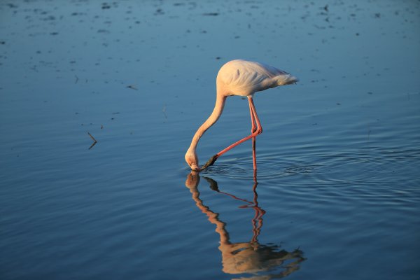 Flamant rose - Pont de gau - Camargue 2014 