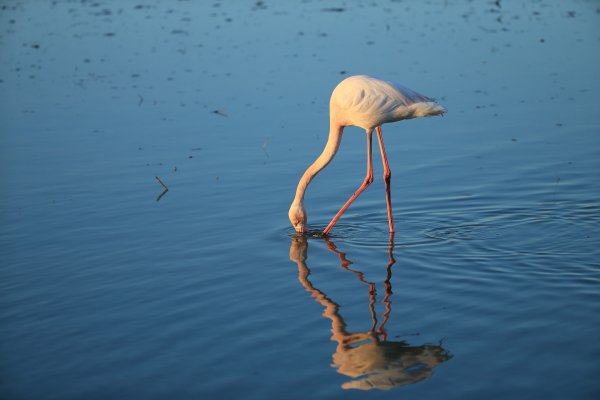 Flamant rose - Pont de gau - Camargue 2014 