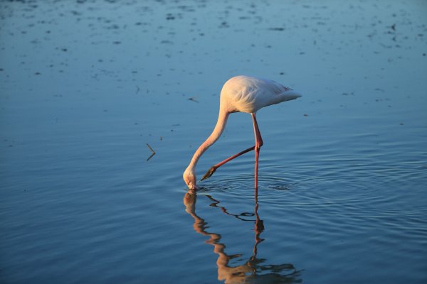 Flamant rose - Pont de gau - Camargue 2014 