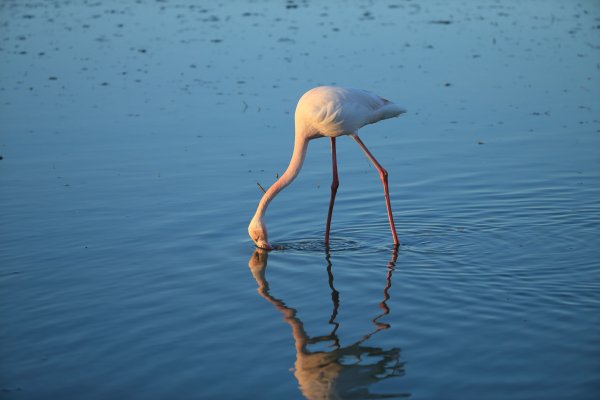 Flamant rose - Pont de gau - Camargue 2014 