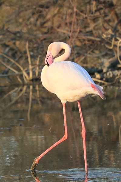 Flamant rose - Pont de gau - Camargue 2014 