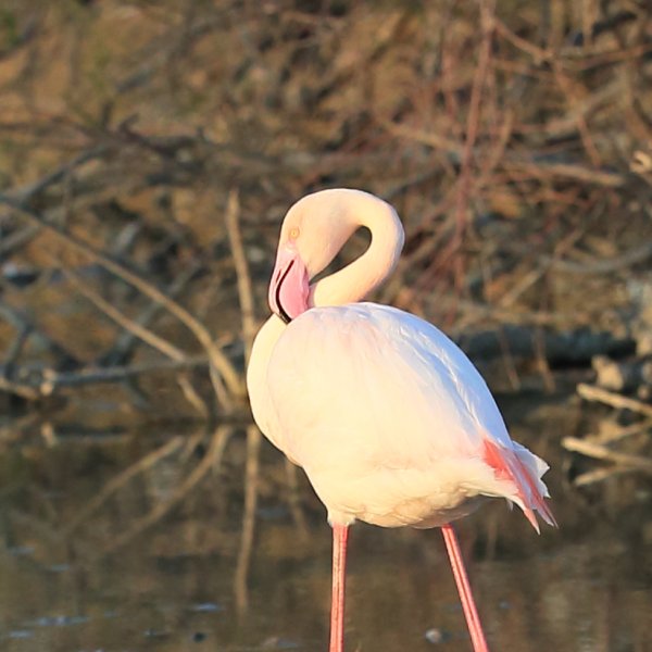 Flamant rose - Pont de gau - Camargue 2014 