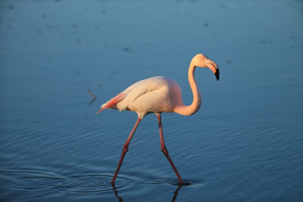 Flamant rose - Pont de gau - Camargue 2014 