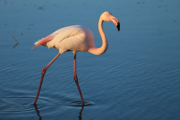 Flamant rose - Pont de gau - Camargue 2014 