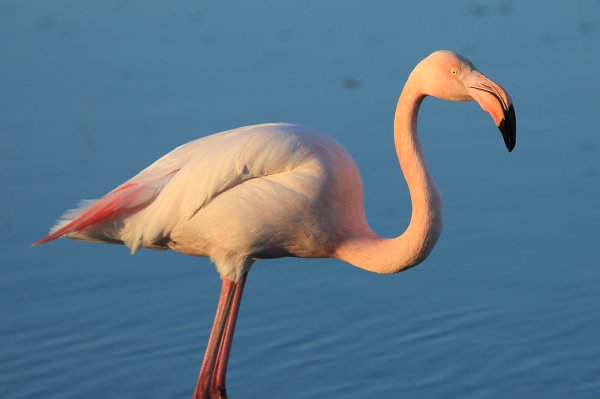 Flamant rose - Pont de gau - Camargue 2014 