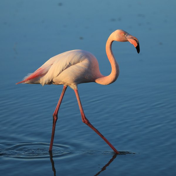 Flamant rose - Pont de gau - Camargue 2014 