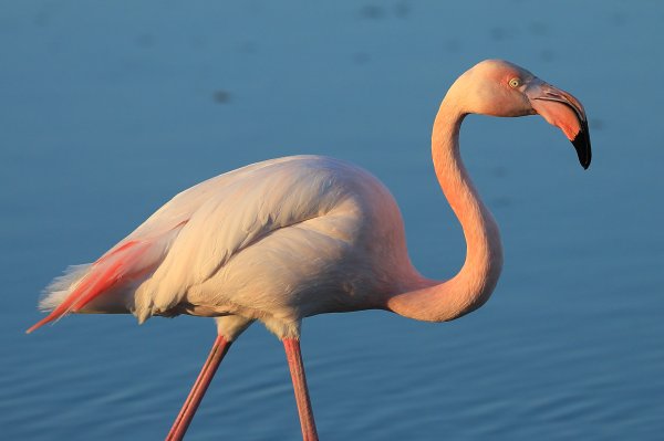 Flamant rose - Pont de gau - Camargue 2014 
