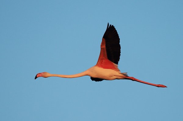Flamant rose - Pont de gau - Camargue 2014 