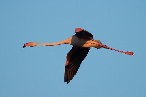 Flamant rose - Pont de gau - Camargue 2014 