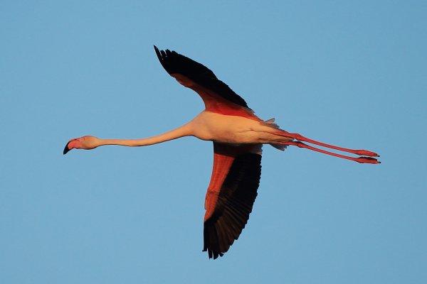 Flamant rose - Pont de gau - Camargue 2014 