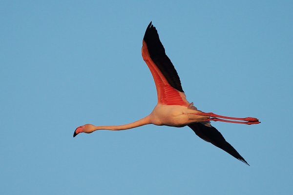 Flamant rose - Pont de gau - Camargue 2014 