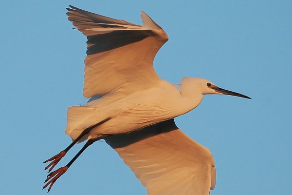 Aigrette garzette - Pont de gau - Camargue 2014 