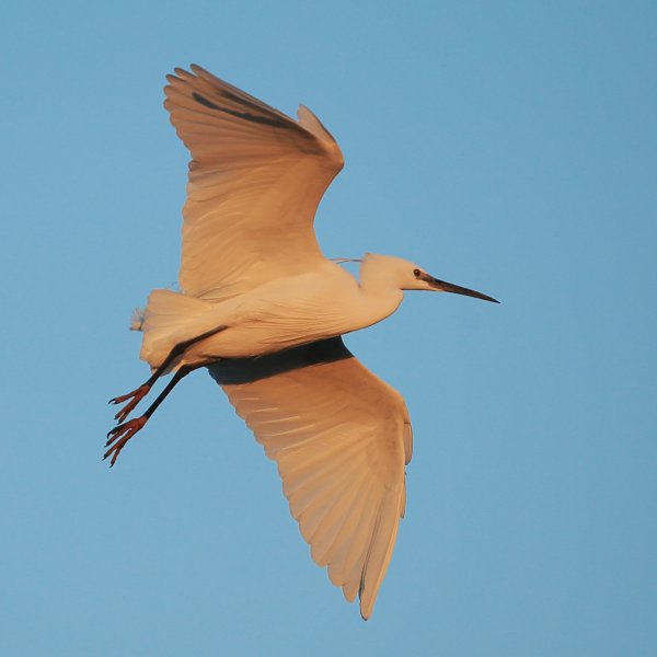 Aigrette garzette - Pont de gau - Camargue 2014 