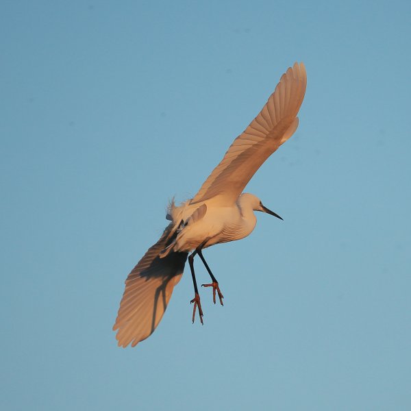 Aigrette garzette - Pont de gau - Camargue 2014 