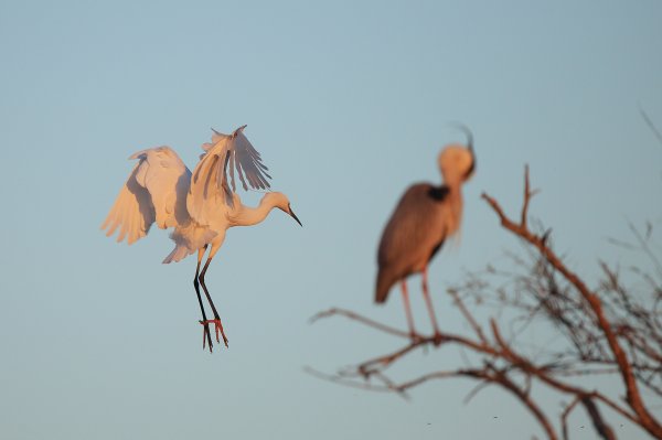 Aigrette garzette - Pont de gau - Camargue 2014 