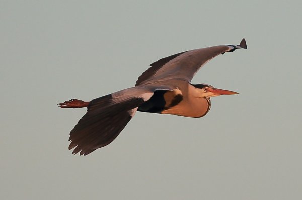 H&eacute;ron cendr&eacute; - Pont de gau - Camargue 2014 