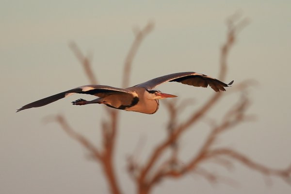 H&eacute;ron cendr&eacute; - Pont de gau - Camargue 2014 