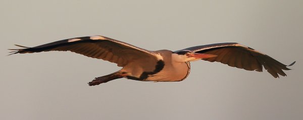 H&eacute;ron cendr&eacute; - Pont de gau - Camargue 2014 
