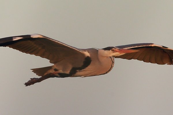 H&eacute;ron cendr&eacute; - Pont de gau - Camargue 2014 