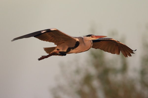 H&eacute;ron cendr&eacute; - Pont de gau - Camargue 2014 