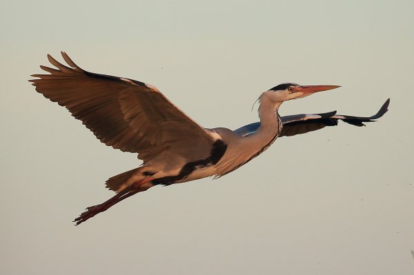 H&eacute;ron cendr&eacute; - Pont de gau - Camargue 2014 