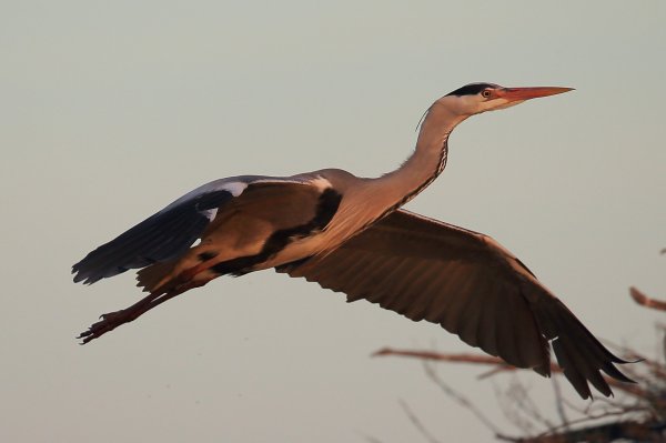 H&eacute;ron cendr&eacute; - Pont de gau - Camargue 2014 