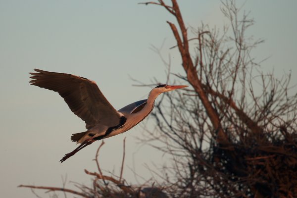 H&eacute;ron cendr&eacute; - Pont de gau - Camargue 2014 