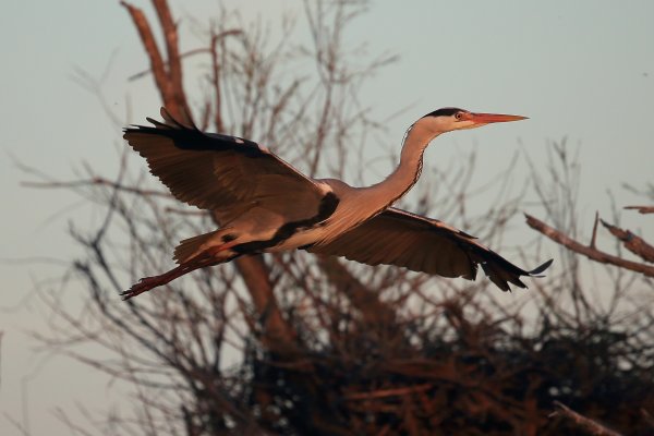 H&eacute;ron cendr&eacute; - Pont de gau - Camargue 2014 