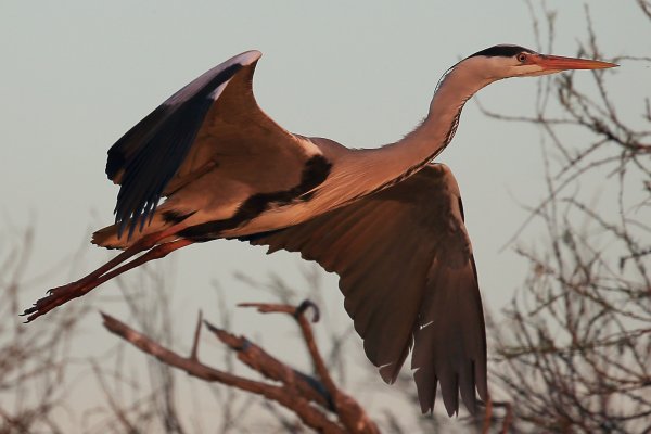 H&eacute;ron cendr&eacute; - Pont de gau - Camargue 2014 