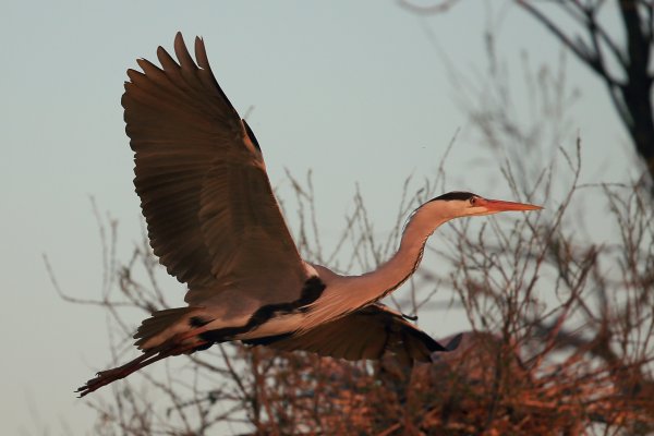 H&eacute;ron cendr&eacute; - Pont de gau - Camargue 2014 