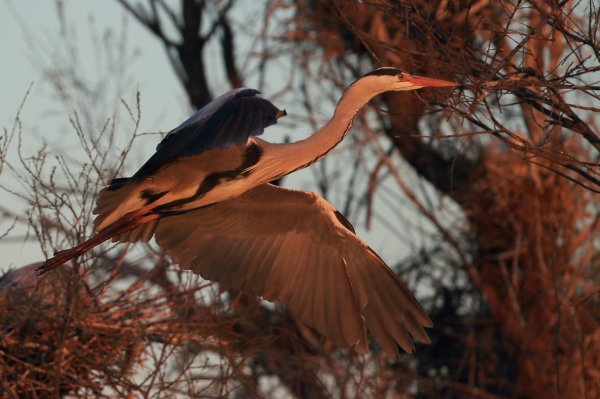 H&eacute;ron cendr&eacute; - Pont de gau - Camargue 2014 