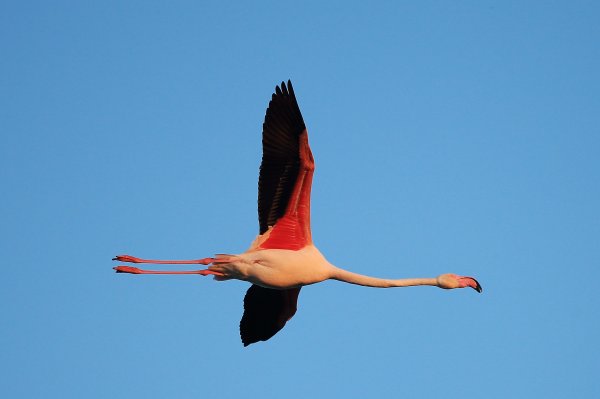 Flamant rose - Pont de gau - Camargue 2014 