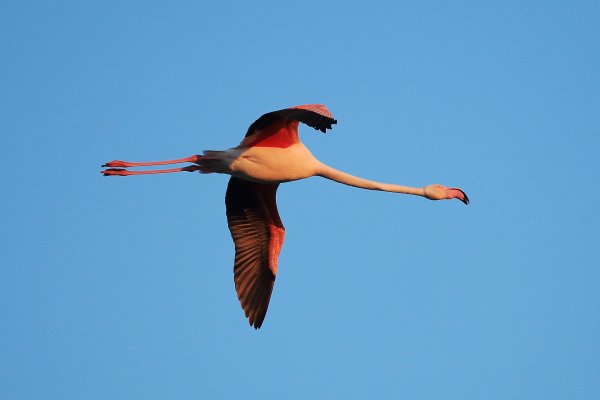 Flamant rose - Pont de gau - Camargue 2014 